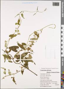 Cynanchum officinale (Hemsl.) Tsiang & H. D. Zhang, Зарубежная Азия (ASIA) (Вьетнам)