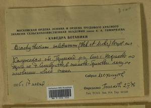 Brachythecium salebrosum (Hoffm. ex F. Weber & D. Mohr) Schimp., Гербарий мохообразных, Мхи - Центральное Нечерноземье (B6) (Россия)