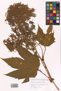 Таволга камчатская (Pall.) Maxim., Сибирь, Дальний Восток (S6) (Россия)