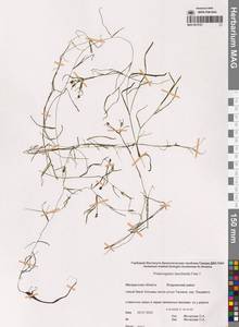 Рдест Берхтольда Fieber, Сибирь, Чукотка и Камчатка (S7) (Россия)