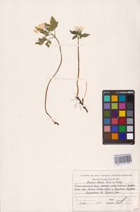 Ветреница алтайская Fisch. ex C.A.Mey., Восточная Европа, Восточный район (E10) (Россия)