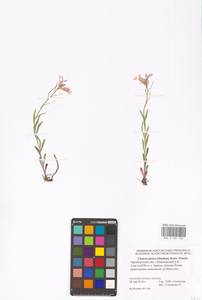 Клаусия солнцепечная (Stephan ex Willd.) Korn.-Trotzky, Восточная Европа, Восточный район (E10) (Россия)