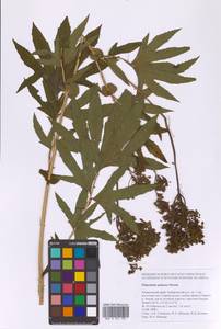 Filipendula digitata (Willd.) Bergmans, Сибирь, Дальний Восток (S6) (Россия)