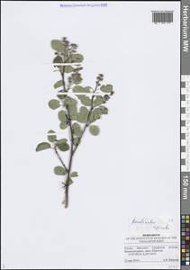 Amelanchier × spicata (Lam.) K.Koch, Восточная Европа, Средневолжский район (E8) (Россия)