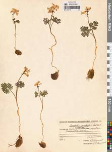 Хохлатка Городкова Karav., Сибирь, Чукотка и Камчатка (S7) (Россия)