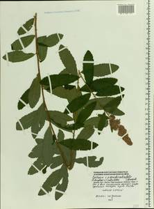 Spiraea ×pseudosalicifolia Silverside, Восточная Европа, Московская область и Москва (E4a) (Россия)