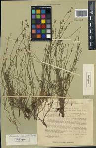 Asperula congesta Tschern., Средняя Азия и Казахстан, Западный Тянь-Шань и Каратау (M3) (Узбекистан)