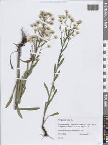 Мелколепестник едкий L., Сибирь, Западная Сибирь (S1) (Россия)