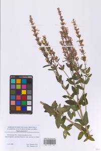 Котовник голый, Восточная Европа, Московская область и Москва (E4a) (Россия)