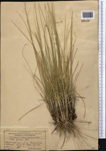 Ковыль перистый L., Средняя Азия и Казахстан, Джунгарский Алатау и Тарбагатай (M5) (Казахстан)