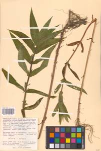 MHA 0 154 936, Чистец болотный L., Средняя Азия и Казахстан, Прикаспийский Устюрт и Северное Приаралье (M8) (Казахстан)