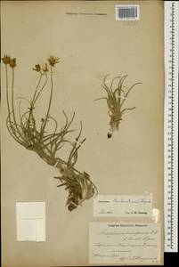Gelasia biebersteinii (Lipsch.) Zaika, Sukhor. & N. Kilian, Кавказ, Азербайджан (K6) (Азербайджан)