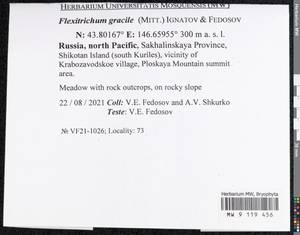 Flexitrichum gracile (Mitt.) Ignatov & Fedosov, Гербарий мохообразных, Мхи - Дальний Восток (без Чукотки и Камчатки) (B20) (Россия)