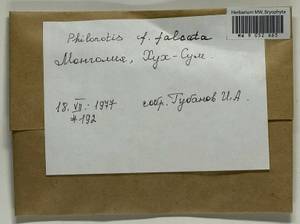 Philonotis falcata (Hook.) Mitt., Гербарий мохообразных, Мхи - Азия (вне границ бывшего СССР) (BAs) (Монголия)