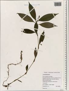 Commelinaceae, Зарубежная Азия (ASIA) (Вьетнам)