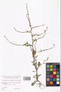 Гулявник лекарственный (L.) Scop., Восточная Европа, Северо-Западный район (E2) (Россия)