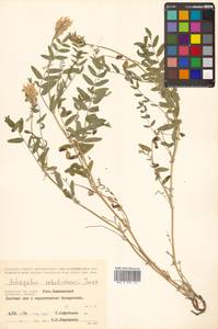 Астрагал Шелихова Turcz., Сибирь, Чукотка и Камчатка (S7) (Россия)