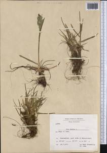 Мятлик альпийский L., Америка (AMER) (Гренландия)