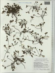 Muehlenbeckia axillaris (Hook. fil.) Walp., Австралия и Океания (AUSTR) (Новая Зеландия)