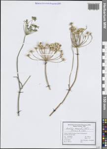 Leiotulus secacul (Mill.) Pimenov & Ostr., Зарубежная Азия (ASIA) (Турция)