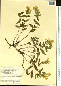 Шлемник приземистый L., Восточная Европа, Средневолжский район (E8) (Россия)