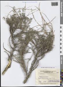 Астрагал, Средняя Азия и Казахстан, Западный Тянь-Шань и Каратау (M3) (Таджикистан)