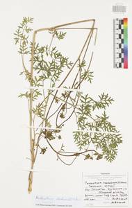 Златогоричник морозниковый (L.) Schur, Восточная Европа, Центральный район (E4) (Россия)