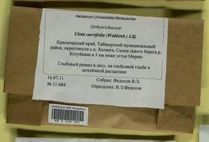 Ulota curvifolia (Wahlenb.) Sw., Гербарий мохообразных, Мхи - Красноярский край, Тыва и Хакасия (B17) (Россия)