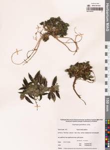 Остролодочник Городкова Jurtzev, Сибирь, Чукотка и Камчатка (S7) (Россия)