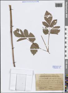 Astilbe rubra Hook.fil. & Thomson, Сибирь, Дальний Восток (S6) (Россия)