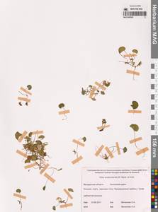 Viola crassa subsp. avatschensis (W.Becker & Hultén) Espeut, Сибирь, Чукотка и Камчатка (S7) (Россия)