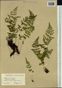 Пузырник ломкий (L.) Bernh., Восточная Европа, Западно-Украинский район (E13) (Украина)