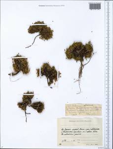 Androsace ochotensis Willd. ex Roem. & Schult., Сибирь, Якутия (S5) (Россия)