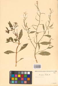 Хориспора нежная, Хориспора тоненькая (Pall.) DC., Восточная Европа, Нижневолжский район (E9) (Россия)