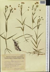 Rabelera holostea (L.) M. T. Sharples & E. A. Tripp, Восточная Европа, Восточный район (E10) (Россия)