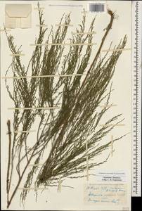 Seriphidium spicigerum (C. Koch) Poljak., Кавказ, Армения (K5) (Армения)