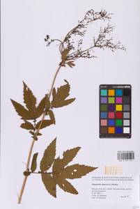 Таволга вязолистная (L.) Maxim., Восточная Европа, Московская область и Москва (E4a) (Россия)