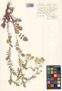 Сурепка обыкновенная W.T.Aiton, Восточная Европа, Восточный район (E10) (Россия)