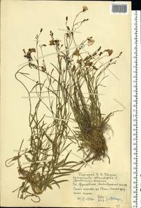 Колокольчик круглолистный L., Восточная Европа, Московская область и Москва (E4a) (Россия)