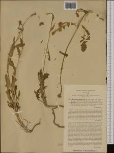 Brassica gravinae Ten., Западная Европа (EUR) (Италия)