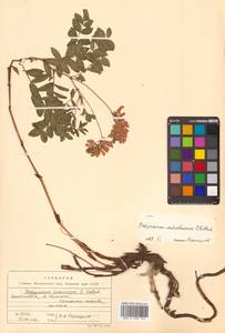 Копеечник копеечниковый (L.) Schinz & Thell., Сибирь, Дальний Восток (S6) (Россия)