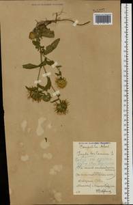 Pentanema britannicum (L.) D. Gut. Larr., Santos-Vicente, Anderb., E. Rico & M. M. Mart. Ort., Восточная Европа, Белоруссия (E3a) (Белоруссия)