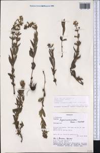 Cuphea lysimachioides Cham. & Schltdl., Америка (AMER) (Парагвай)
