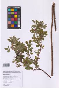 Шиповник майский Herrm., Восточная Европа, Московская область и Москва (E4a) (Россия)