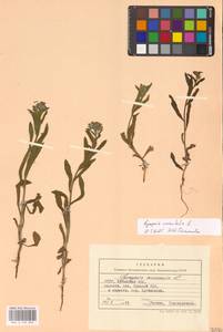 Кривоцвет восточный (L.) Kusn., Восточная Европа, Северо-Украинский район (E11) (Украина)