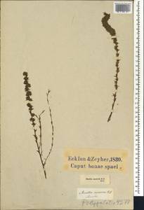 Muraltia squarrosa (L. fil.) DC., Африка (AFR) (ЮАР)