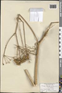 Prangos heyniae H. Duman & M. F. Watson, Зарубежная Азия (ASIA) (Турция)