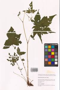 Таволга гладчайшая (Nakai) Nakai, Сибирь, Дальний Восток (S6) (Россия)