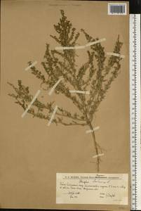 Лебеда татарская L., Восточная Европа, Нижневолжский район (E9) (Россия)