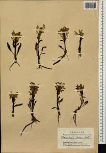 Мытник Эдера Vahl, Сибирь, Алтай и Саяны (S2) (Россия)